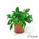 迷你小榕