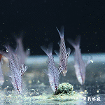 網球魚（2.5cm）