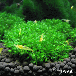 美國鳳尾苔石