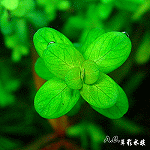 印度小圓葉（水上葉）