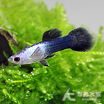 熊貓孔雀（對魚）