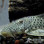 L187 青銅達摩異型（5~5.5cm）