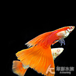 RRE佛朗明哥孔雀（對魚）