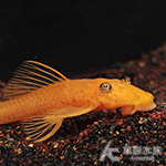 超級紅鬍子異型（2.8~3.2cm）