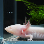 六角恐龍白子