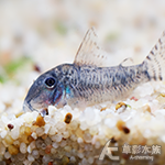 長腰鼠