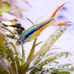 聖誕紅精靈孔雀（公魚）