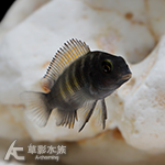 黃寬帶蝴蝶