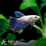 特級半月鬥魚（三色系/母魚）