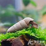 石殼兔螺