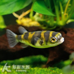 南美娃娃