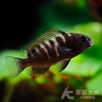 紅寬帶蝴蝶