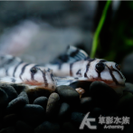 L236 皇后虎斑異型（7cm）