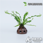 鹿角鐵皇冠樹屋