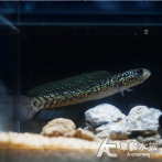 金天目雷龍