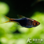 紫藍三角燈