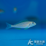 黃喉珍珠天使