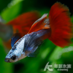極光大耳朵白金紅尾孔雀（對魚）