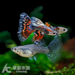 大耳朵日本藍紅馬賽克孔雀（對魚）