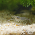 迷彩胡蜂蝦