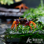 橙足惡魔蟹
