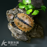 黑森林側頸龜 001