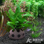 菲律賓鐵皇冠樹屋