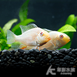胭脂鳳冠