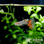日本藍紅草尾（對魚）