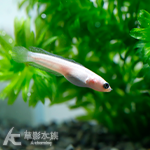 白化月鱧