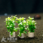 小對葉陶瓷環