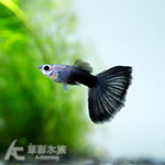 深海藍藍化體緞帶孔雀（對魚）