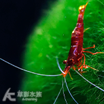 蘇拉維西黃鼻蝦