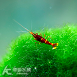 蘇拉維西黃頰蝦