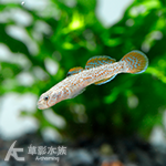 陽明山吻蝦虎