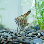 煙燻神仙
