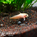 黃金倒吊鼠