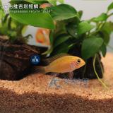 黃化維吉塔短鯛（母魚）
