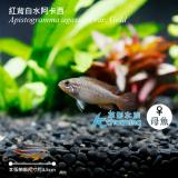 紅背白水阿卡西短鯛（母魚）