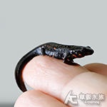 劍尾蠑螈
