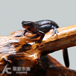 劍尾蠑螈
