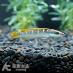 黃紋七彩孔雀龍