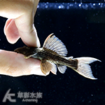 L024 綠裳紅劍尾坦克異型（7cm）002