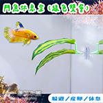 鬥魚休息室（綠色雙層）