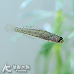 眼斑厚唇鯊
