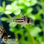 女王二線鼠