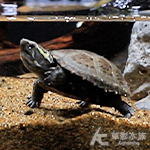 頭盔澤龜 001