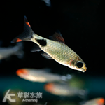 黑影道人