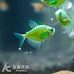 綠翡翠磚