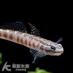 淺紅枝牙蝦虎